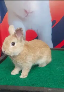 Kelinci netherland dwarf
