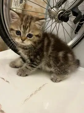 Kucing anak kucing kitten  scottish straight