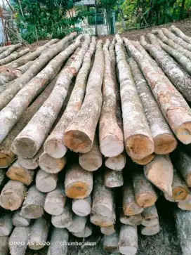 Kayu dolken 8/10