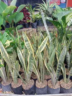 Tanaman Lidah Mertua