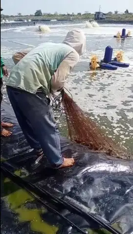 DIJUAL TAMBAK UDANG SUPER DI INDRAMAYU