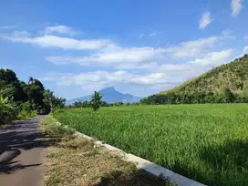 Dijual Sawah 8,5ha dekat Exit tol Besuki