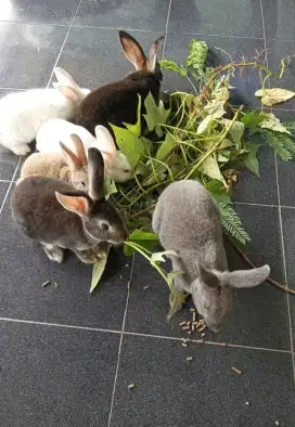 Dijual kelinci minirex