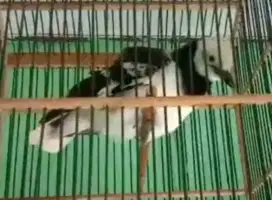 Jalak hiasan taman