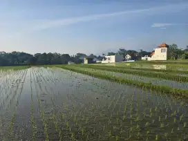 Dijual Sawah dan Tegalan