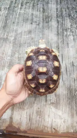 Sulcata CB betina 17cm