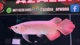 Super Red S Class 30cm