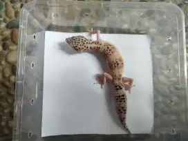 Gecko data aman