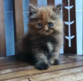 Kitten persia imoet