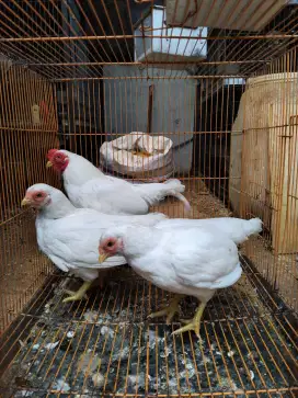 Ayam Bantam Cornish Putih