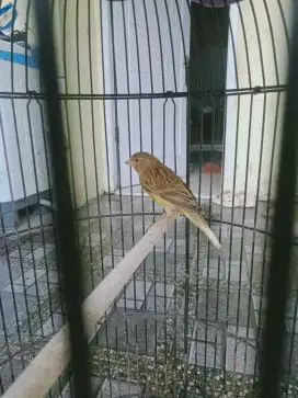 Jual kenari betina