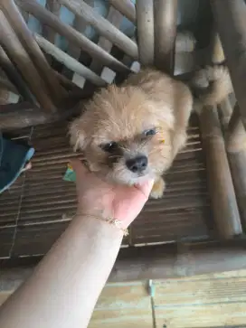 DIJUAL SHIHTZU BETINA 7BULAN