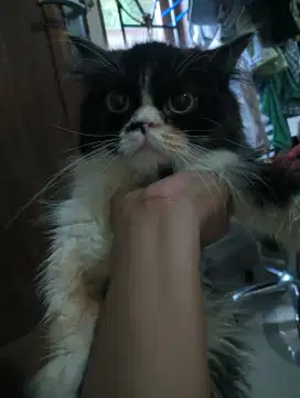 kucing persia flatnose longhair