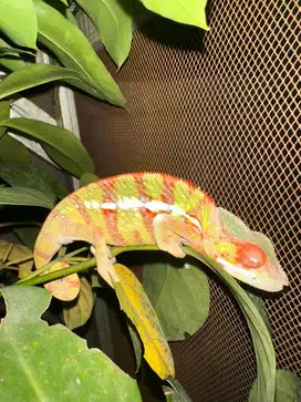 Panther chameleon ambilobe