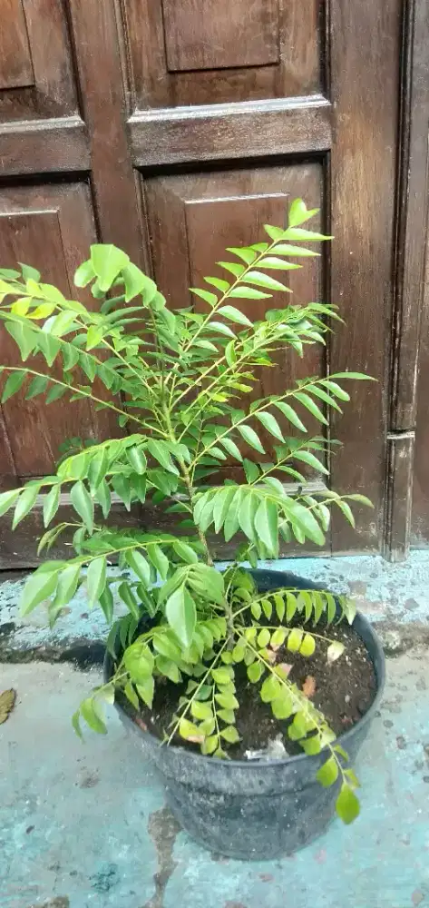 Tanaman daun kare