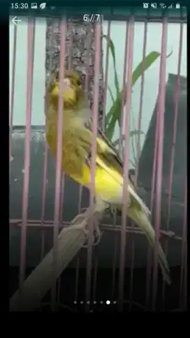 Kenari Loper Bon Kuning / Ijo Gacorr Ngeroll..