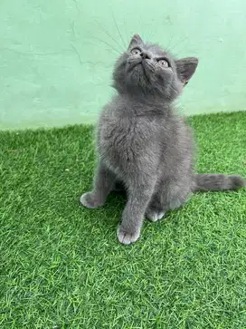 Kucing BSH X Munchkin NS