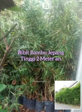 Bambu Jepang Polybag Tinggi 2 Meter an