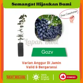 Bibit Anggur Impor