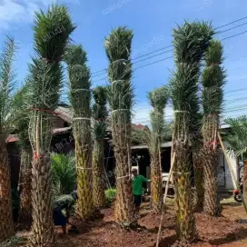 Ready pohon palem kenari