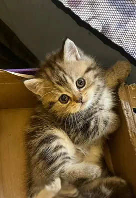 Anak kucing kitten scottish straight