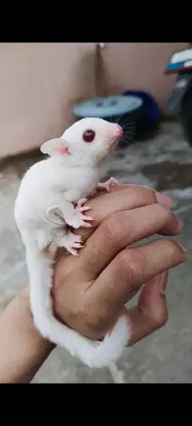 Sugar glider betina ruby
