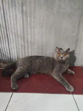 British Shorthair
