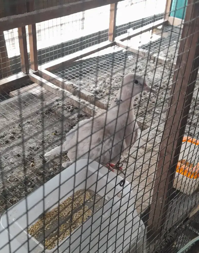 Burung puter pelung anakan