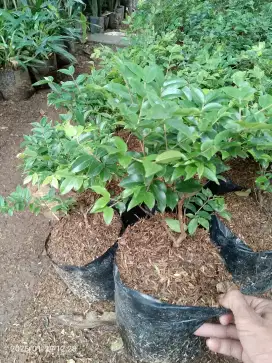 Bibit pohon anggur Brazil