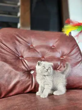 SF JANTAN SINGLE FOLD SCOTTISH FOLD