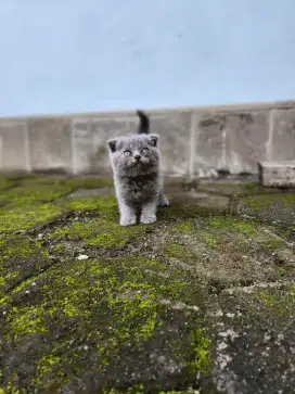 SF BETINA DOUBLE FOLD SCOTTISH FOLD