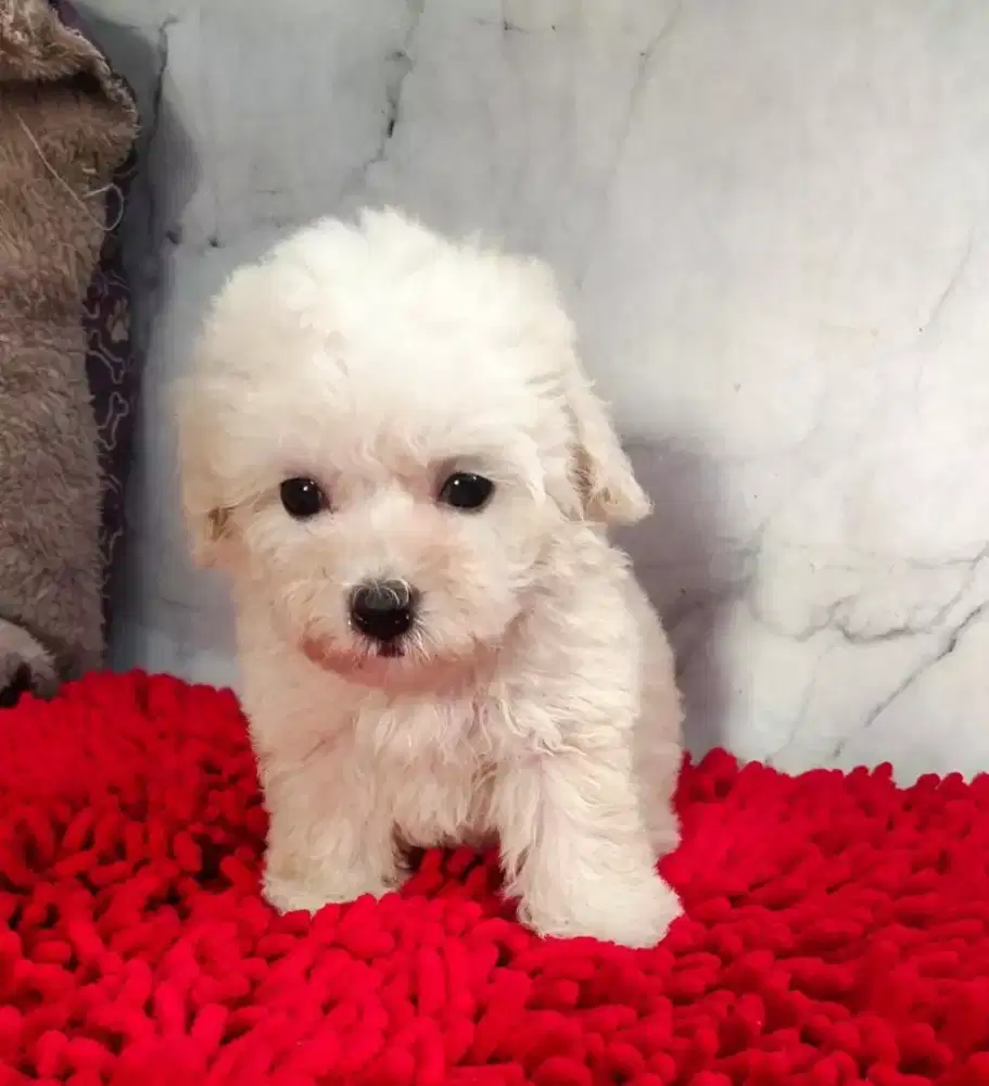 Di Jual  Tiny Toy Poodle White