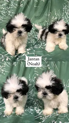 Anak anjing shihtzu