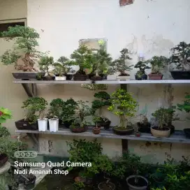 Dijual Borongan Bonsai