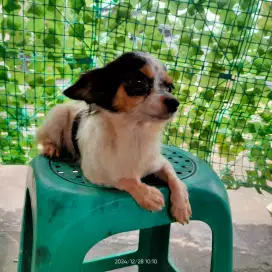 Anjing Chihuahua betina non stb