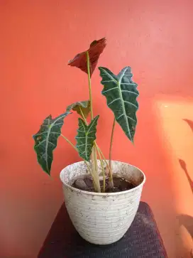 Pohon kuping gajah