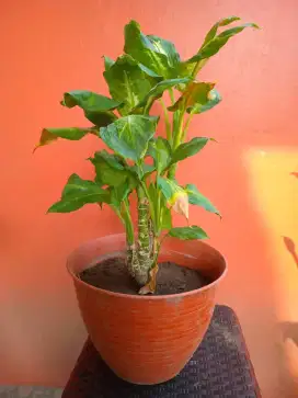 Tanaman Hias dalam pot