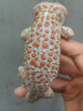 TOKEK RUMAH KARAKTER ANTENG