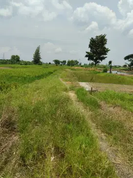Tanah SHM siap bangun,  deket pasar balong panggang
