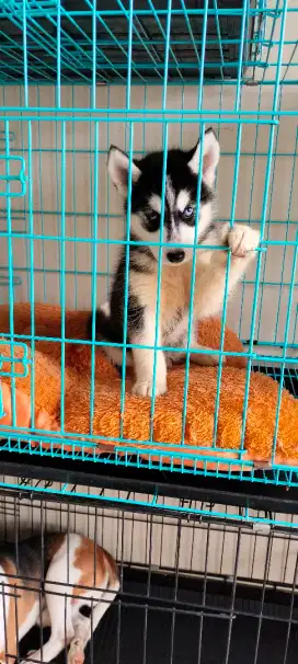 Siberian Husky Betina