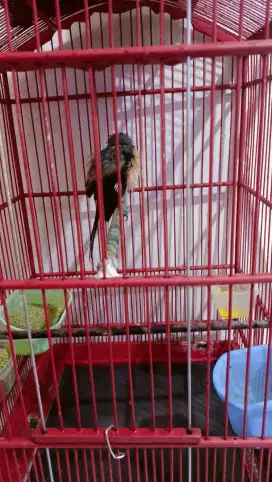 Burung cendet jinak pilis gacor