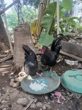 Dijual sepasang ayam cemani