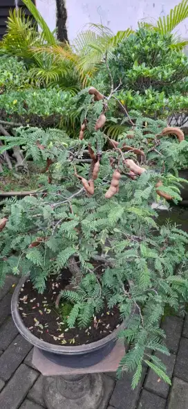 Bonsai Pohon Asam Jawa berbuah usia kurleb 25 thn