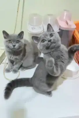 Kucing British short hair
