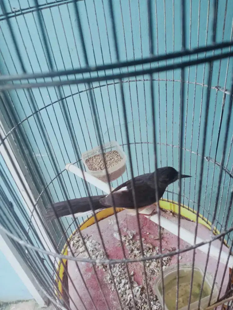 Jual burung muray betina