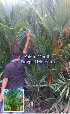Palem Merah Tinggi 2,5 - 3 Meter