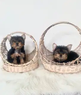 Jual anjing yorkshire terrier Bloodlichamp Stb + chip Lokasi jogja