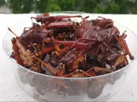 Belalang goreng