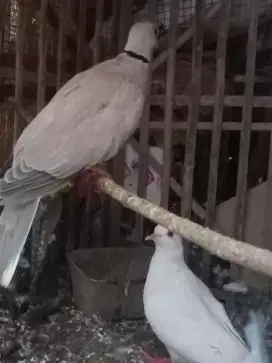 Jodohan Baru Puter Pelung Siap Ternak