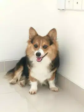 Pembroke Welsh Corgi Jantan